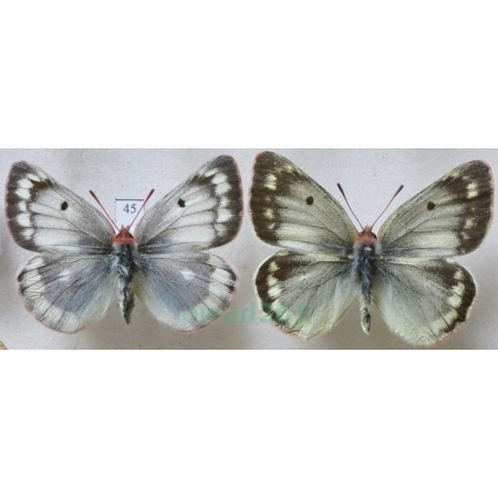 Colias phicomone oberthueri Verity, 1909 pair Szlaczkoń phicomone Spain45